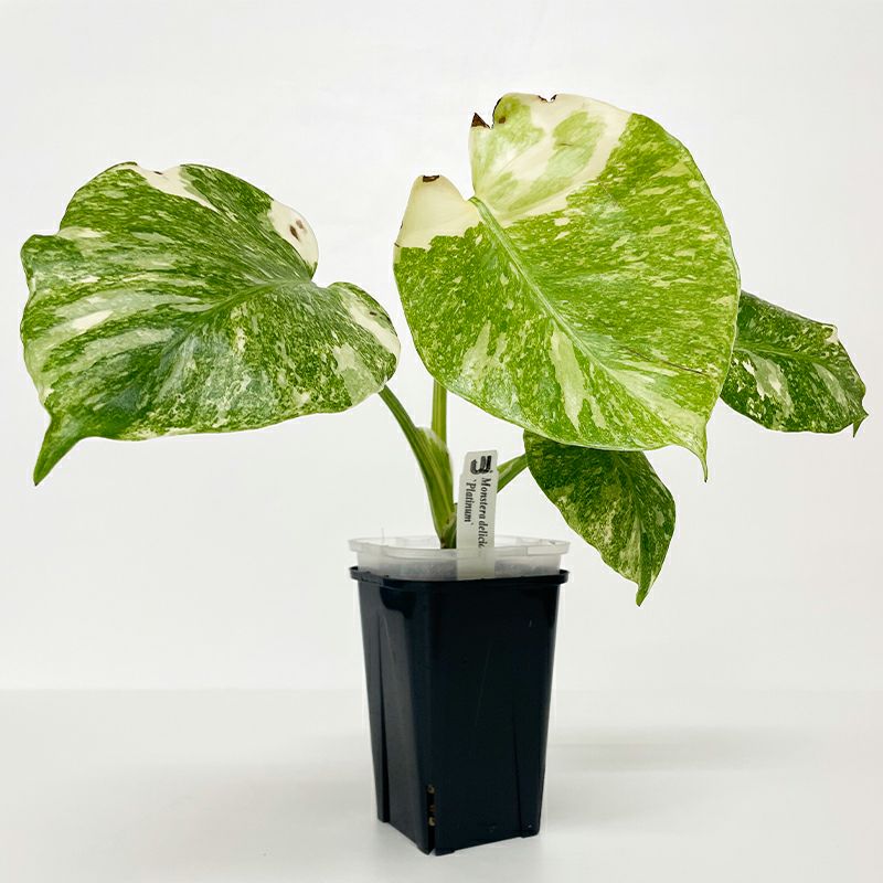 1品限りの販売】観葉植物 モンステラ デリシオーサ プラチナム | 西村