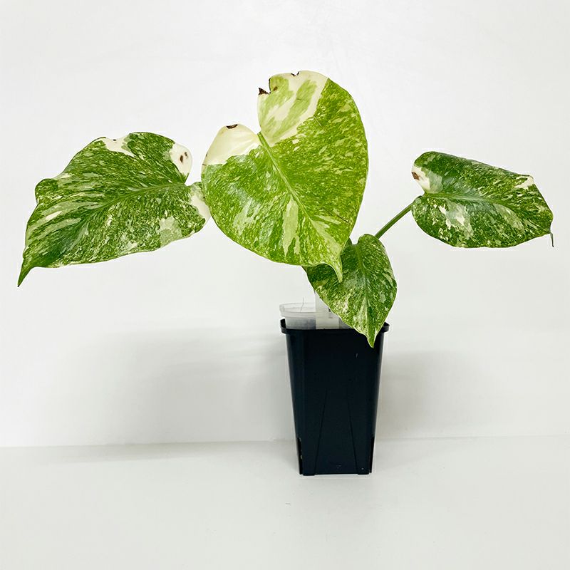 1品限りの販売】観葉植物 モンステラ デリシオーサ プラチナム | 西村