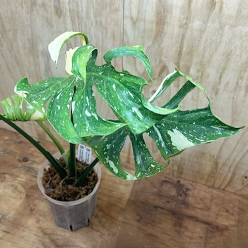 1品限りの販売】観葉植物 モンステラ デリシオーサ メデューサ | 西村