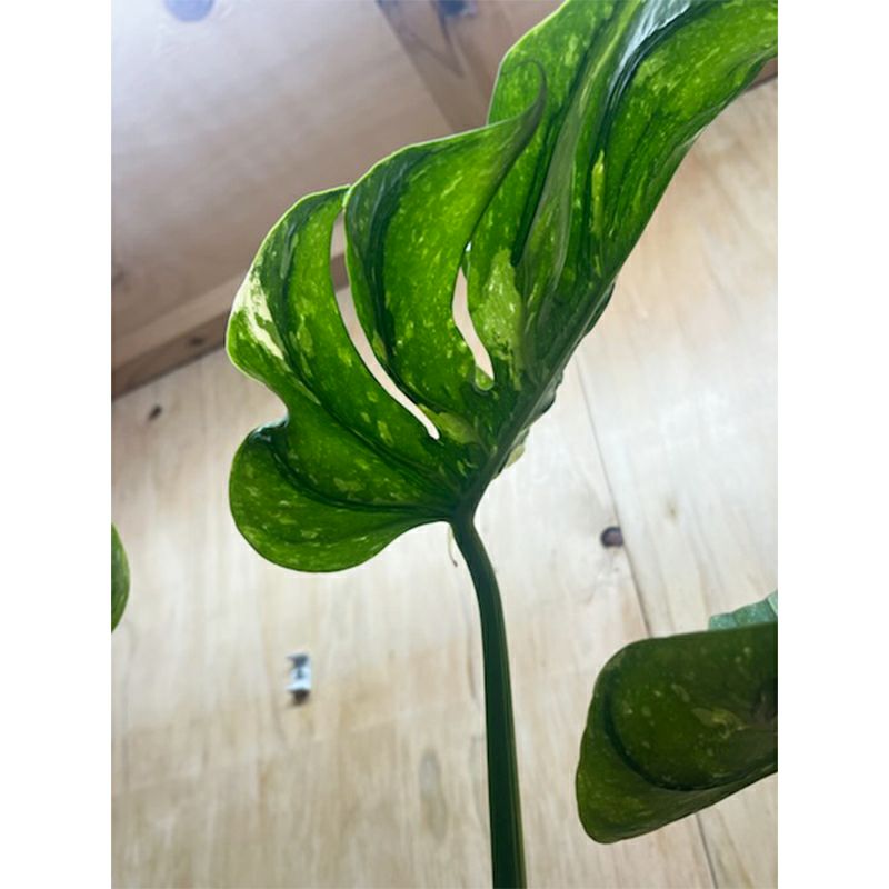 1品限りの販売】観葉植物 モンステラ デリシオーサ メデューサ | 西村