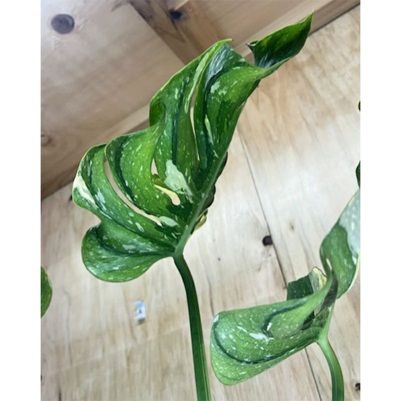 1品限りの販売】観葉植物 モンステラ デリシオーサ メデューサ | 西村