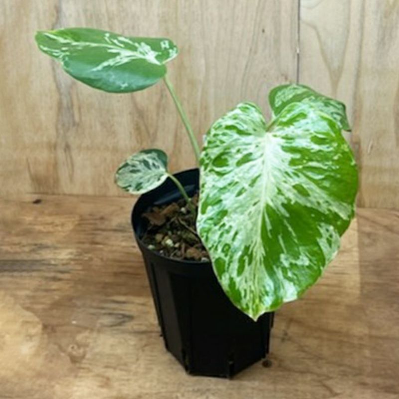 1品限りの販売】観葉植物 モンステラ デリシオーサ バルバソー | 西村