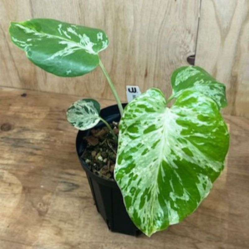 1品限りの販売】観葉植物 モンステラ デリシオーサ バルバソー | 西村