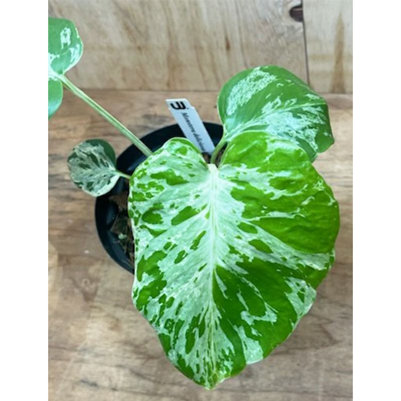 1品限りの販売】観葉植物 モンステラ デリシオーサ バルバソー | 西村