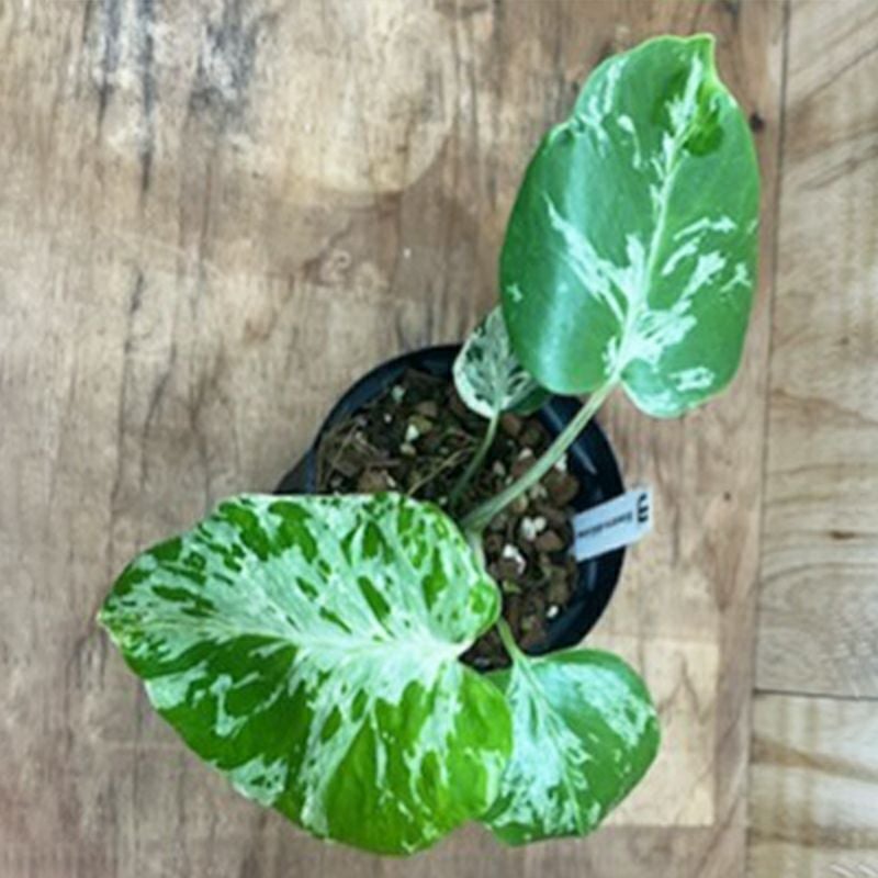 1品限りの販売】観葉植物 モンステラ デリシオーサ バルバソー | 西村