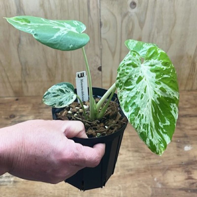1品限りの販売】観葉植物 モンステラ デリシオーサ バルバソー | 西村